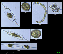Algae Samples Imaged by the FlowCAM Algae Samples Imaged by the FlowCAM