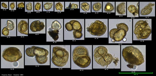 pollen imaged by FlowCam
