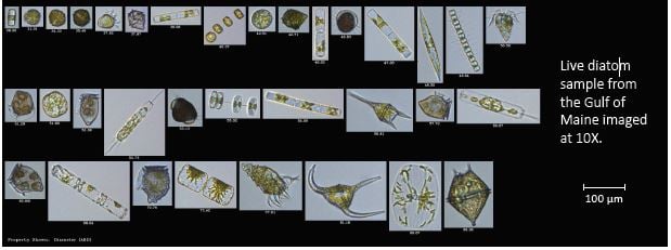 gulf of maine plankton imaged by FlowCam