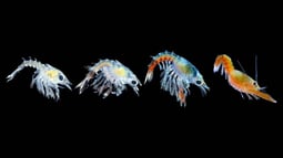 Lobster-larvae-News-feature Jessica Waller