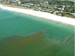 Red tide Karenina brevis