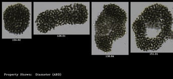 Microcystis FlowCam Cyano 10X - cropped